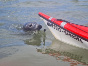 Robbe am Boot